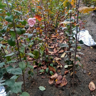 海棠八楞海棠苗海棠树嫁接用定植观赏