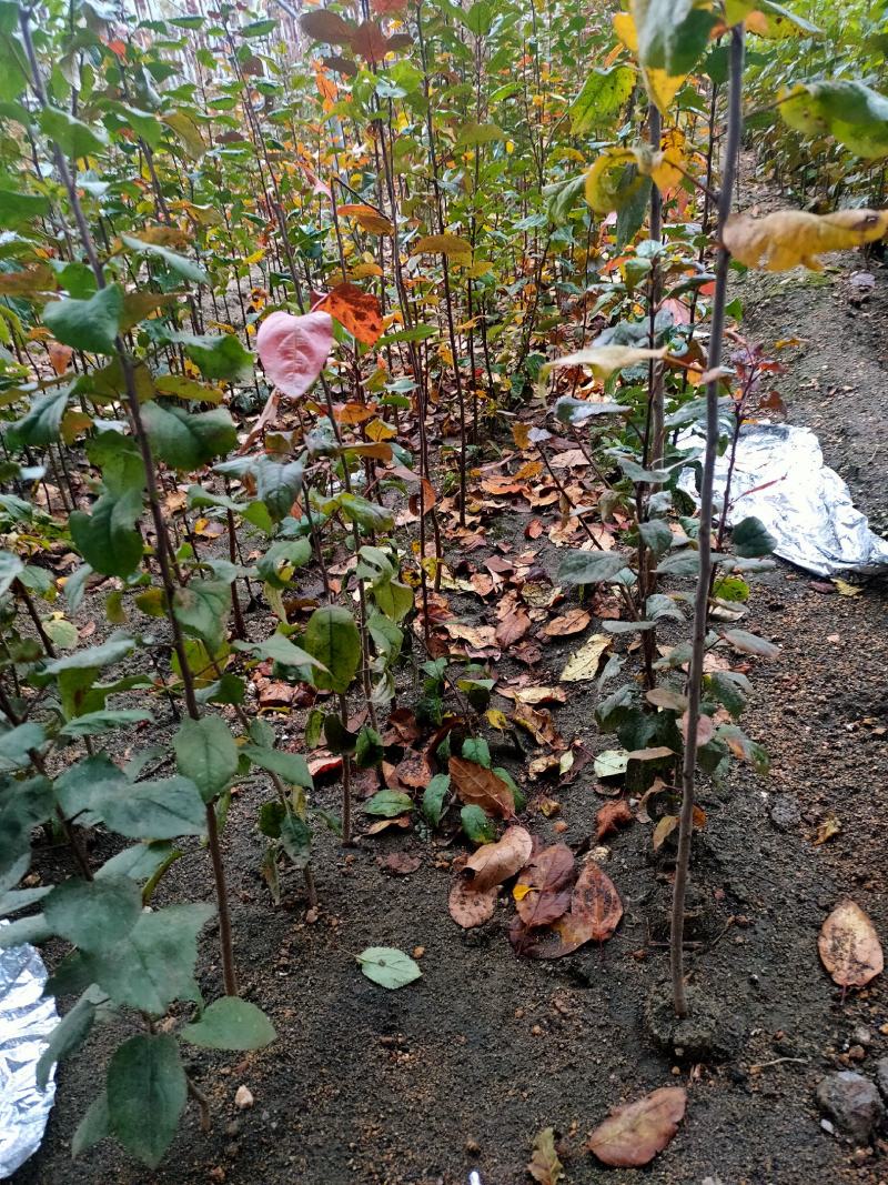 海棠八楞海棠苗海棠树嫁接用定植观赏
