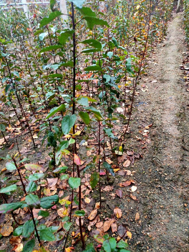 海棠八楞海棠苗海棠树嫁接用定植观赏