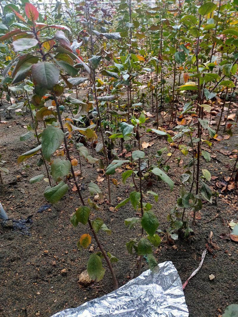 海棠八楞海棠苗海棠树嫁接用定植观赏