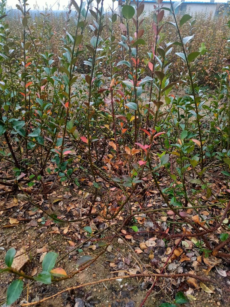 海棠八楞海棠苗海棠树嫁接用定植观赏
