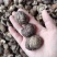 新货小香菇春载菇2—3公分原产地直销量大从优一手货源