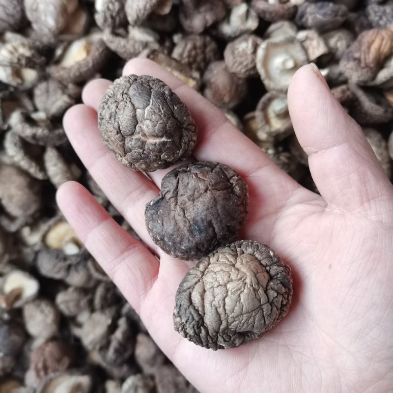新货小香菇春载菇2—3公分原产地直销量大从优一手货源