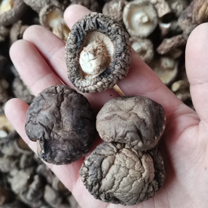 新货小香菇春载菇2—3公分原产地直销量大从优一手货源