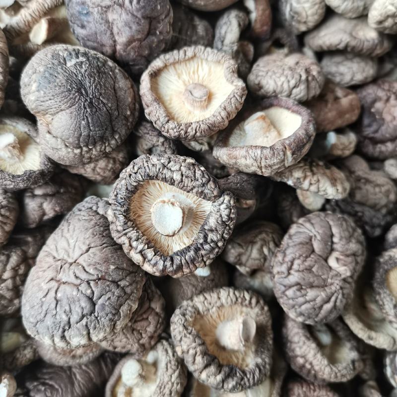 新货小香菇春载菇2—3公分原产地直销量大从优一手货源
