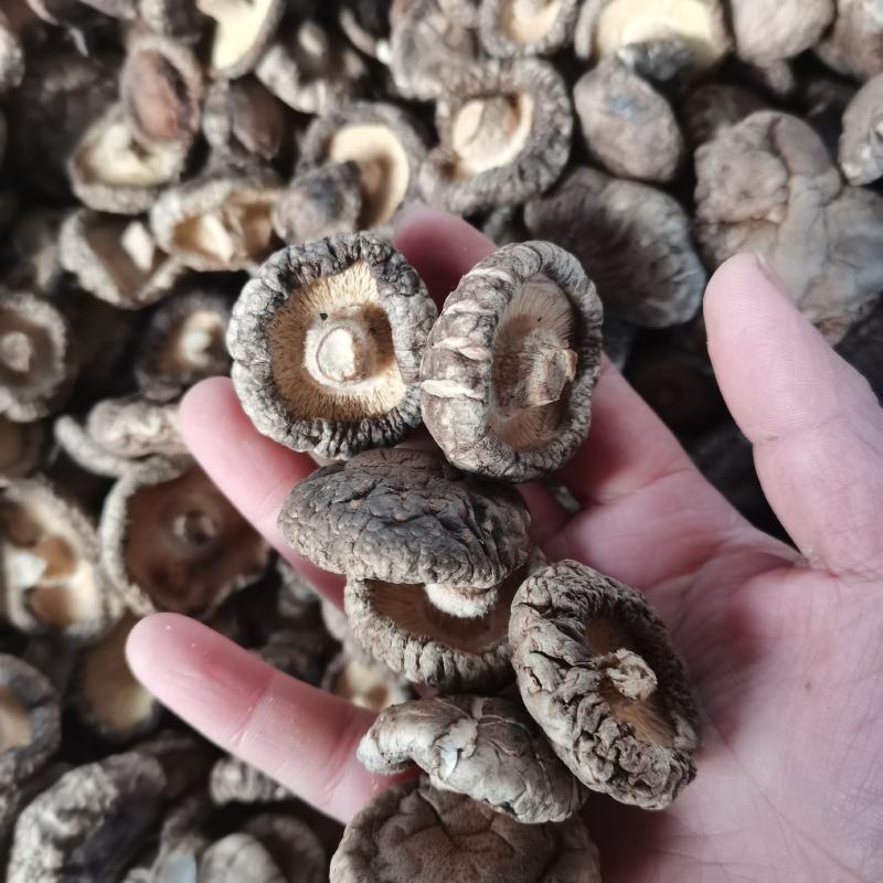 新货小香菇春载菇2—3公分原产地直销量大从优一手货源