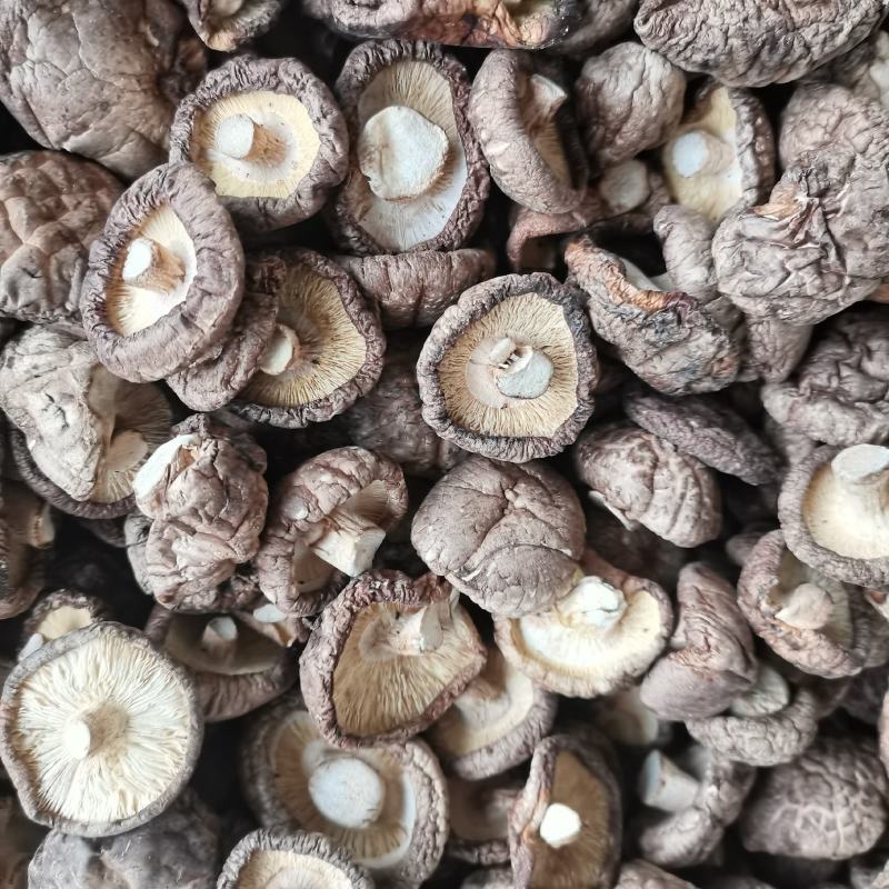 新货小香菇春载菇2—3公分原产地直销量大从优一手货源