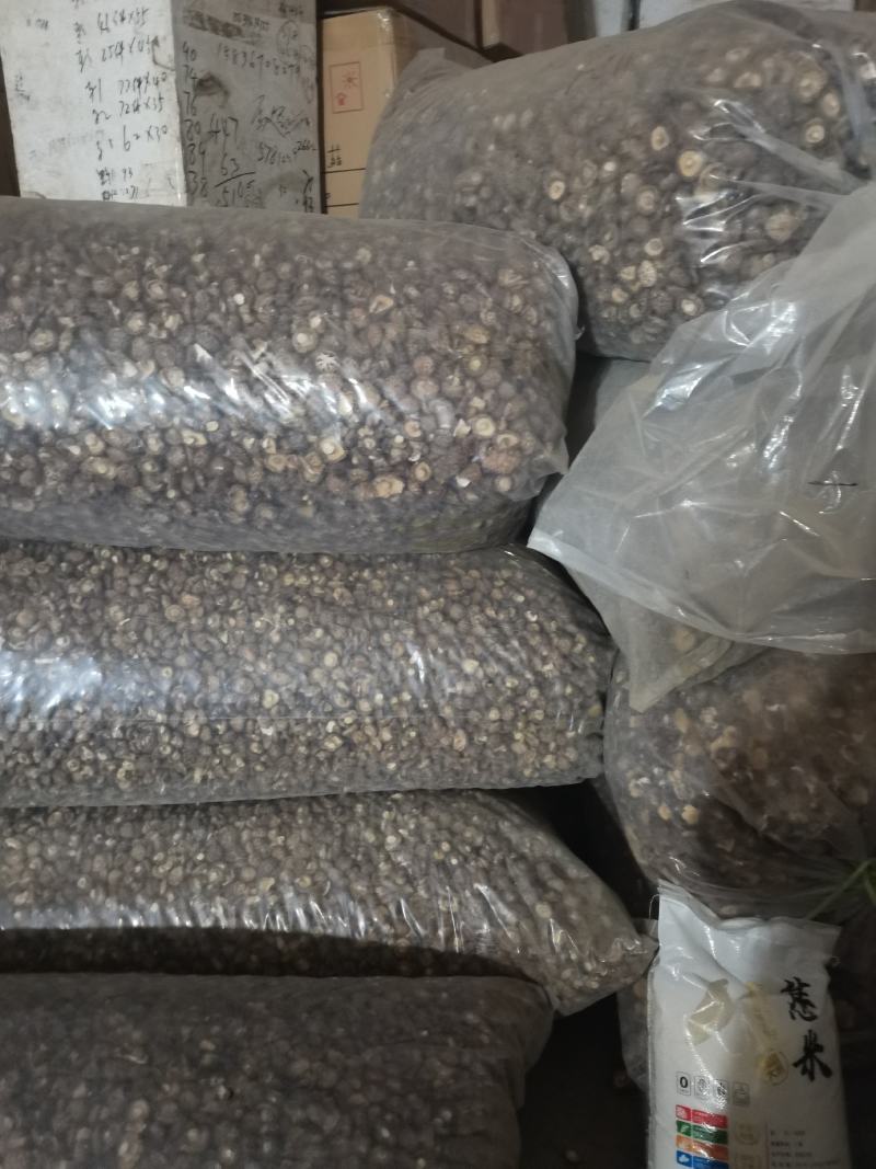 新货小香菇春载菇2—3公分原产地直销量大从优一手货源