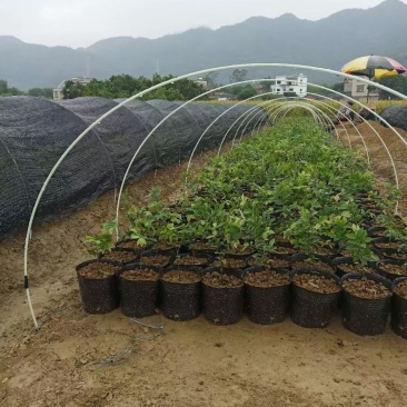 玻璃纤维杆小拱棚支架小拱棚杆拱棚杆玻纤杆