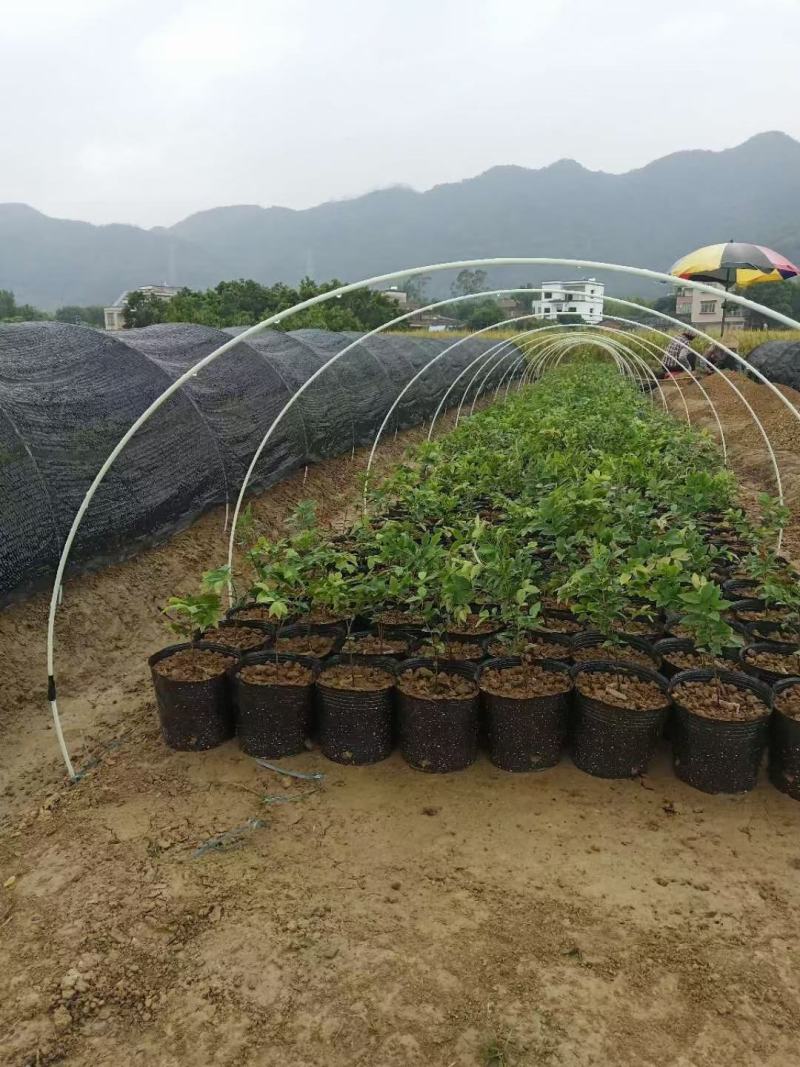 玻璃纤维杆小拱棚支架小拱棚杆拱棚杆玻纤杆