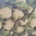 【实力推荐】松花菜花大量上市，质量有保证可安排全国发货