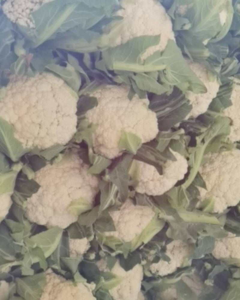 【实力推荐】松花菜花大量上市，质量有保证可安排全国发货