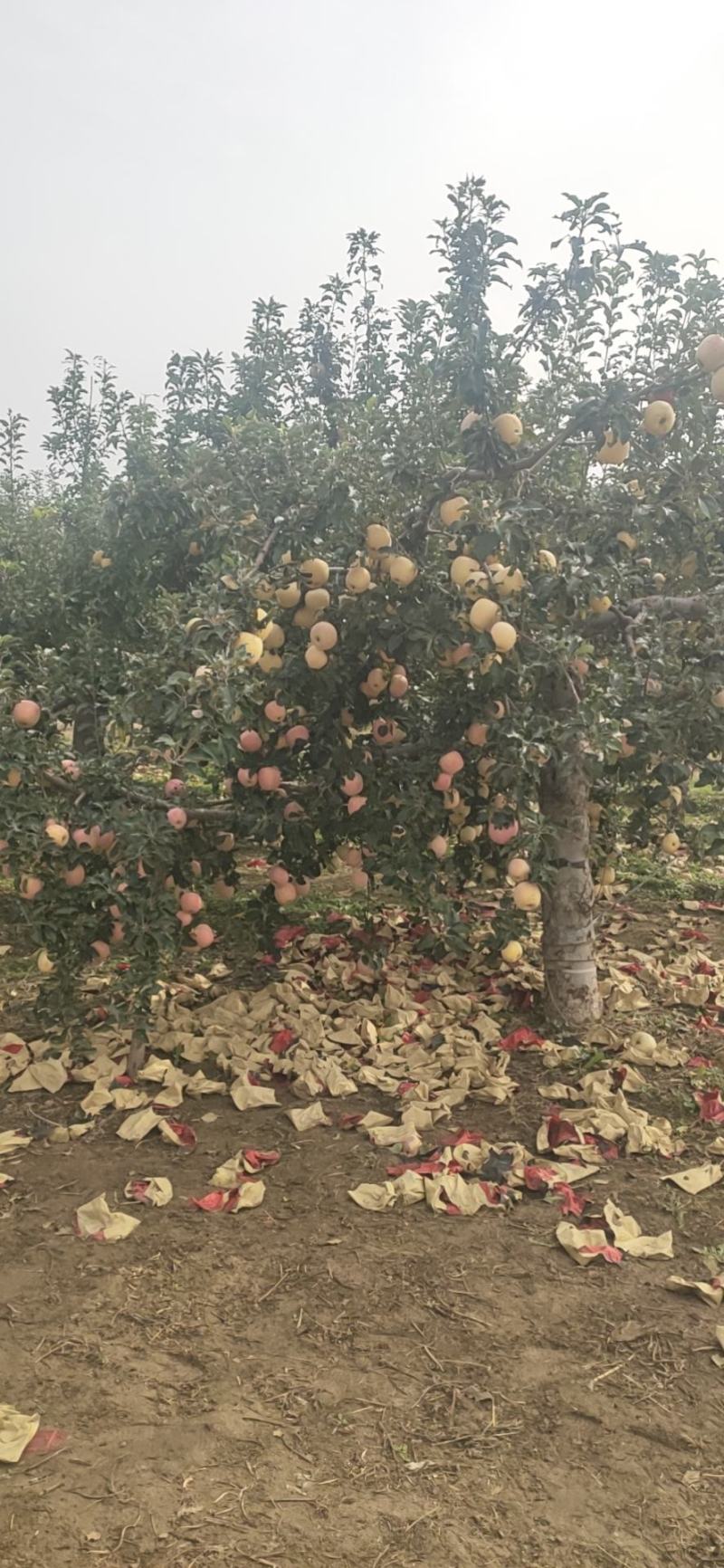 【热销】苹果苗2-8规格齐全保质保量产地直销现挖现发