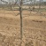 【热销】苹果苗2-8规格齐全保质保量产地直销现挖现发