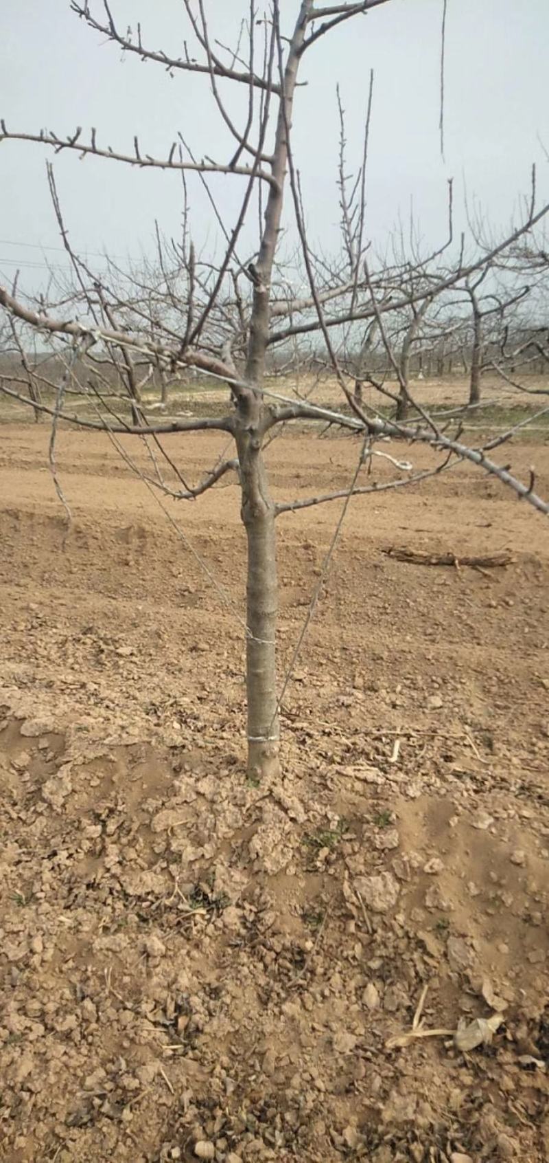 【热销】苹果苗2-8规格齐全保质保量产地直销现挖现发