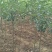 【热销】苹果苗2-8规格齐全保质保量产地直销现挖现发