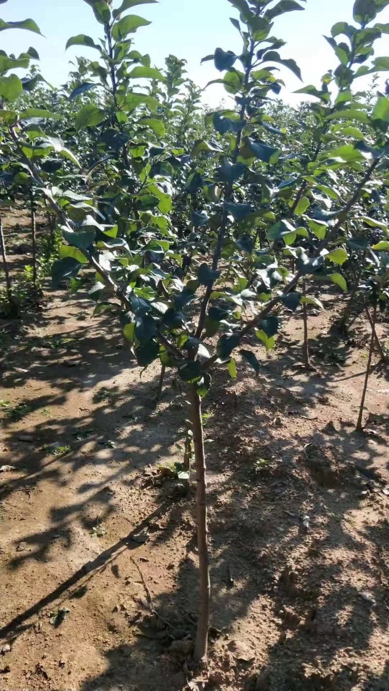 【热销】苹果苗2-8规格齐全保质保量产地直销现挖现发