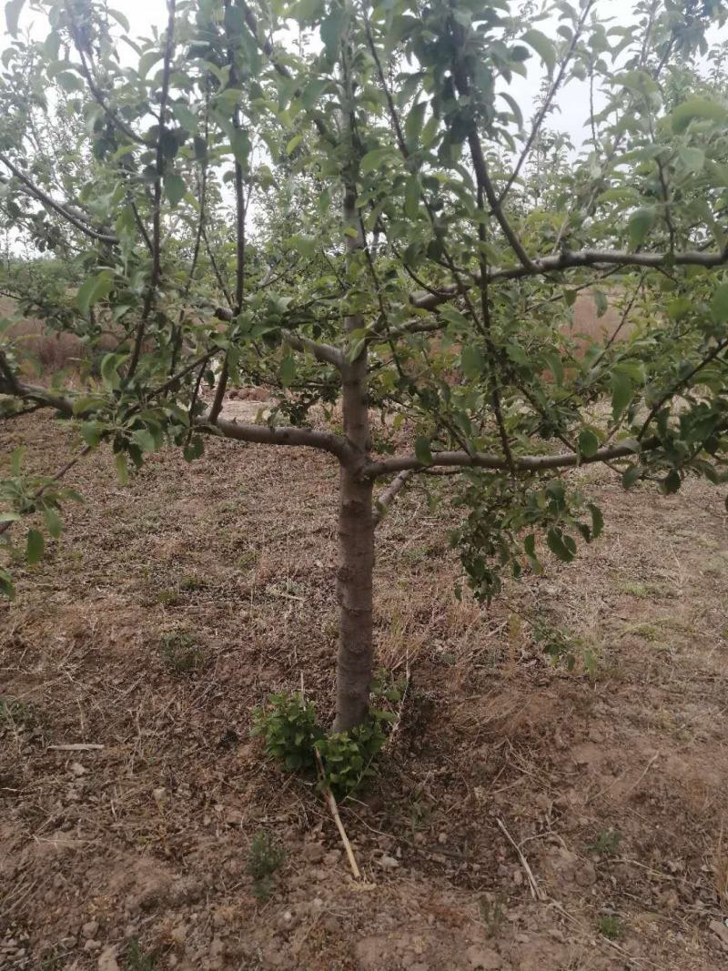 【热销】苹果苗2-8规格齐全保质保量产地直销现挖现发