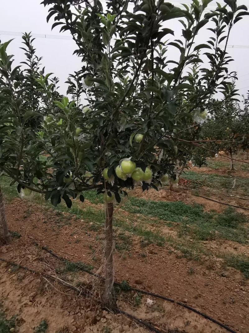 【热销】苹果苗2-8规格齐全保质保量产地直销现挖现发
