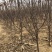 【热销】苹果苗2-8规格齐全保质保量产地直销现挖现发