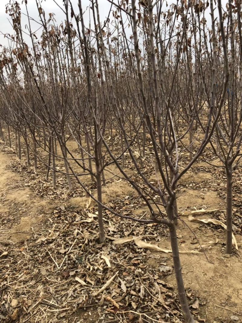 【热销】苹果苗2-8规格齐全保质保量产地直销现挖现发