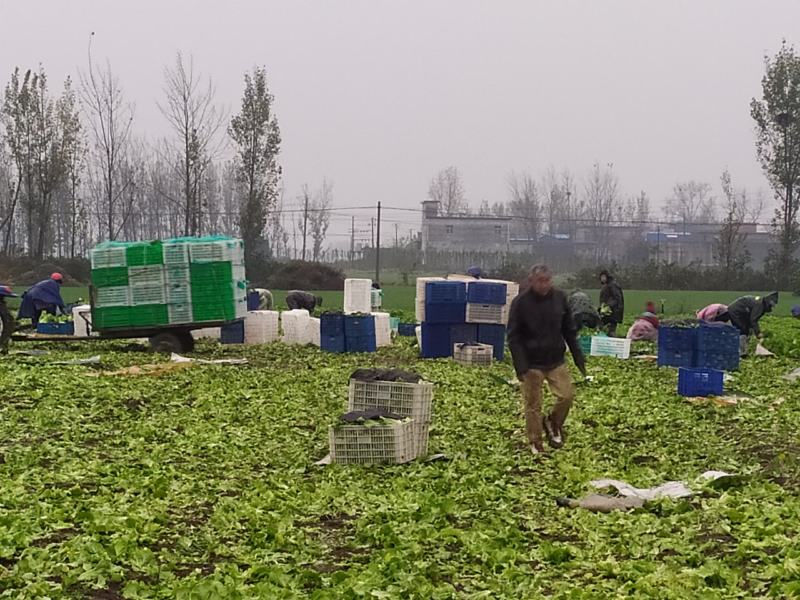 精品生菜，奶白菜，上海青，基地发车