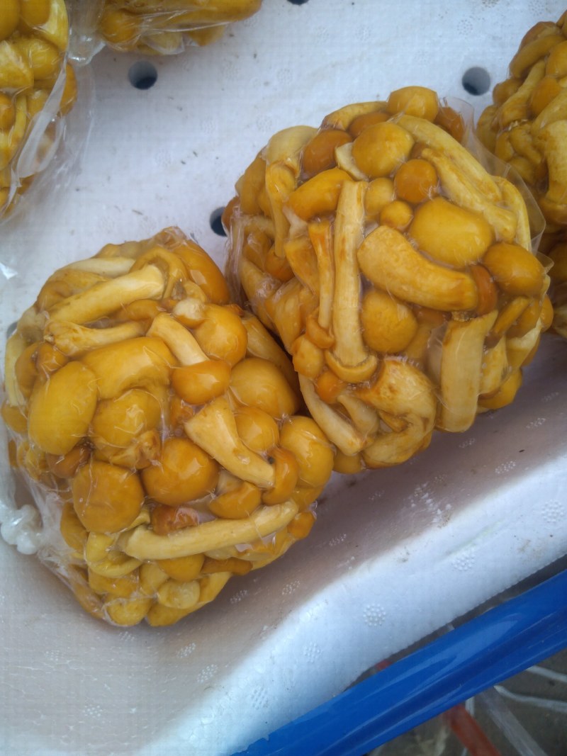 滑子菇常年供应质量好价格合理