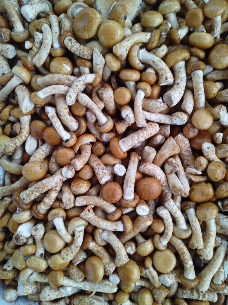 滑子菇常年供应质量好价格合理