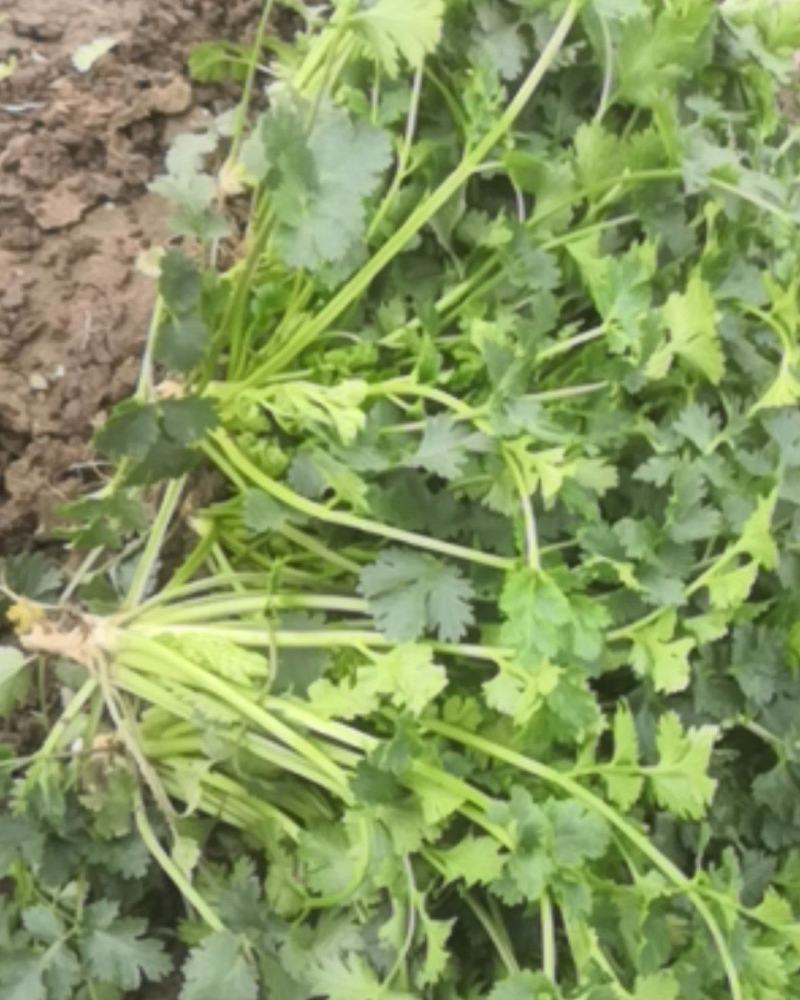 香菜唐山滦南大叶香菜