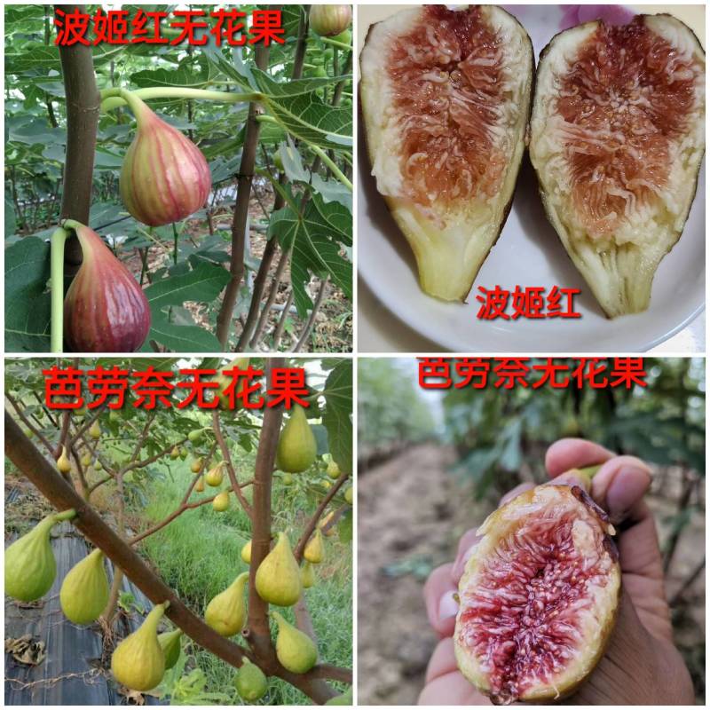 波姬红无花果苗，波姬红、芭劳奈育苗枝条，剪好的插条