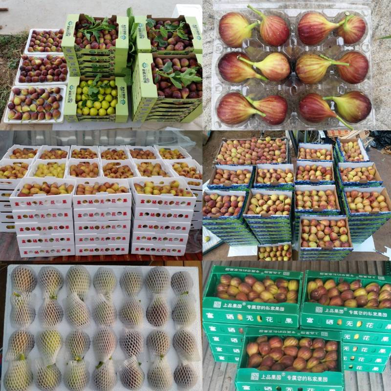 波姬红无花果苗，波姬红、芭劳奈育苗枝条，剪好的插条