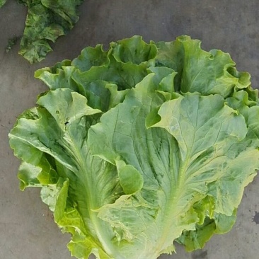 精品生菜、意大利大量现货