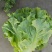 精品生菜、意大利大量现货