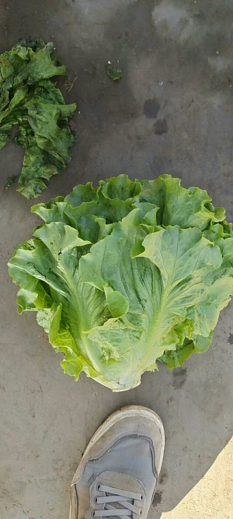 精品生菜、意大利大量现货