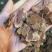 长白山纯自己手工切无糖红参片，产地批发，保质保量