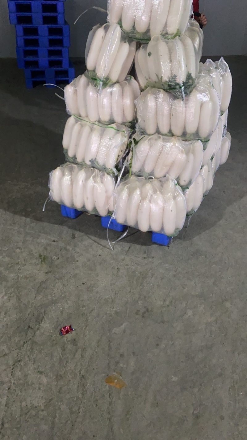 【荐】湖北萝卜白萝卜品质保证产地直发可供电商超市
