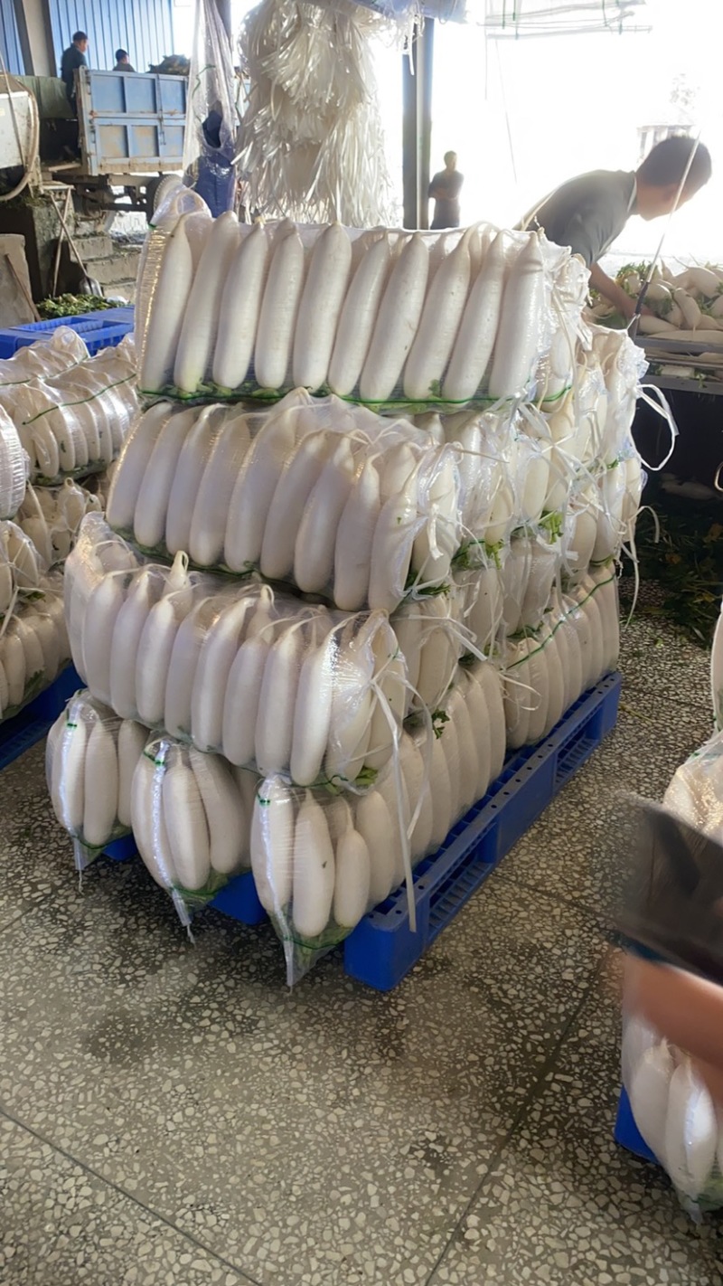 【荐】湖北萝卜白萝卜品质保证产地直发可供电商超市