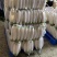【荐】湖北萝卜白萝卜品质保证产地直发可供电商超市