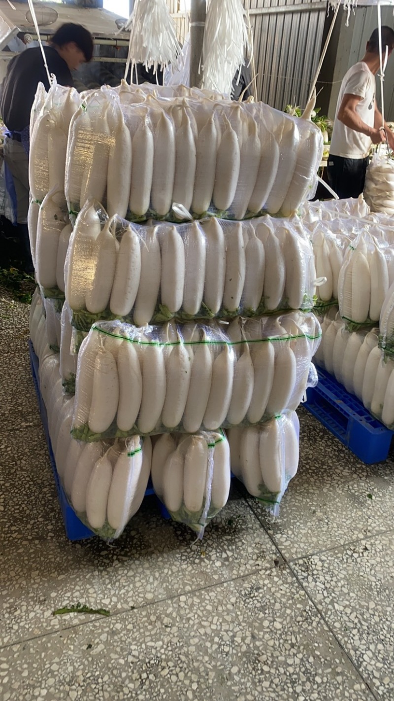 【荐】湖北萝卜白萝卜品质保证产地直发可供电商超市