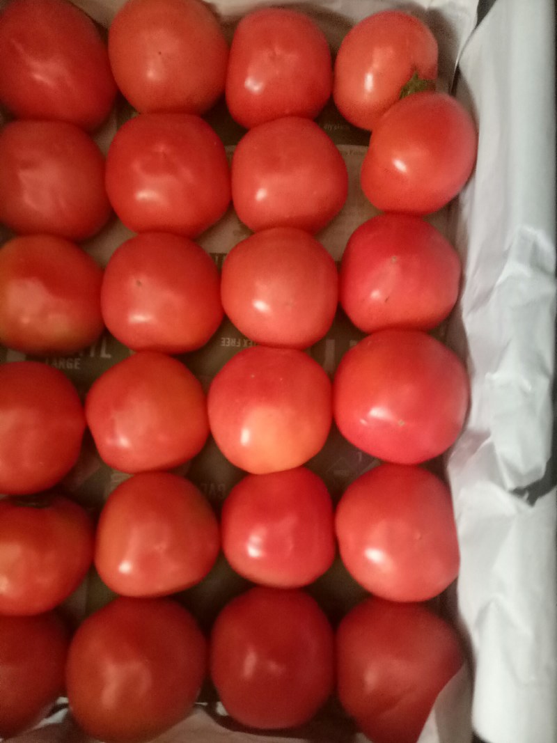 精品西红柿大量现货，各种各样蔬菜都有