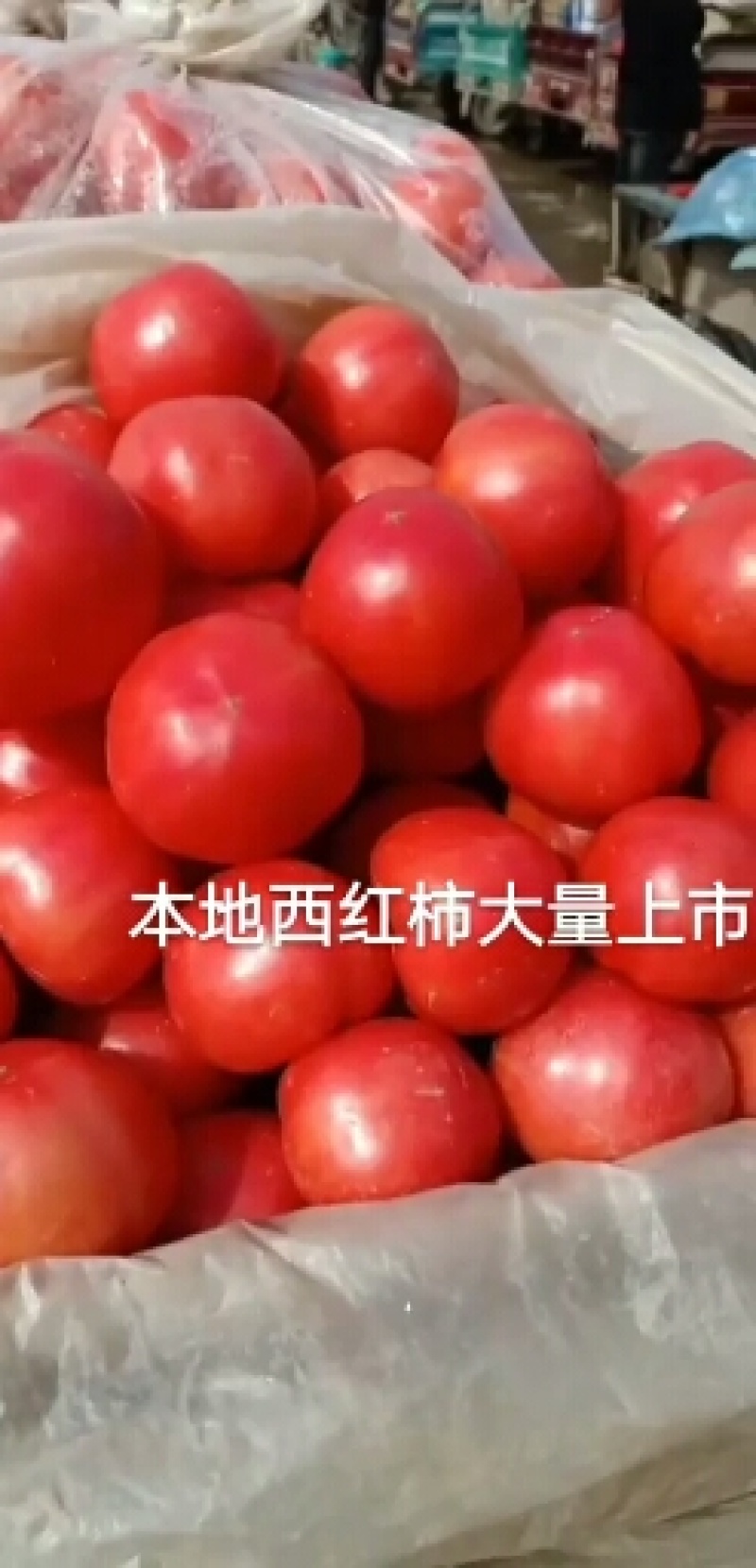精品西红柿大量现货，各种各样蔬菜都有