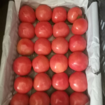 精品西红柿大量现货，各种各样蔬菜都有