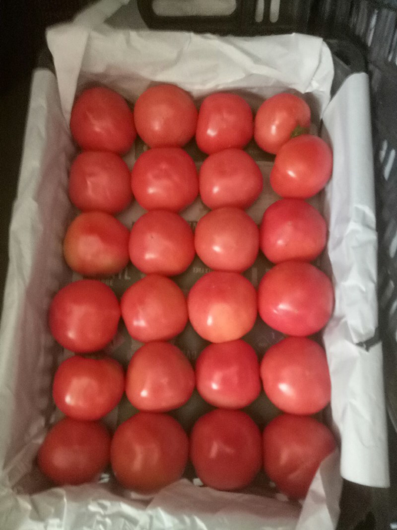 精品西红柿大量现货，各种各样蔬菜都有