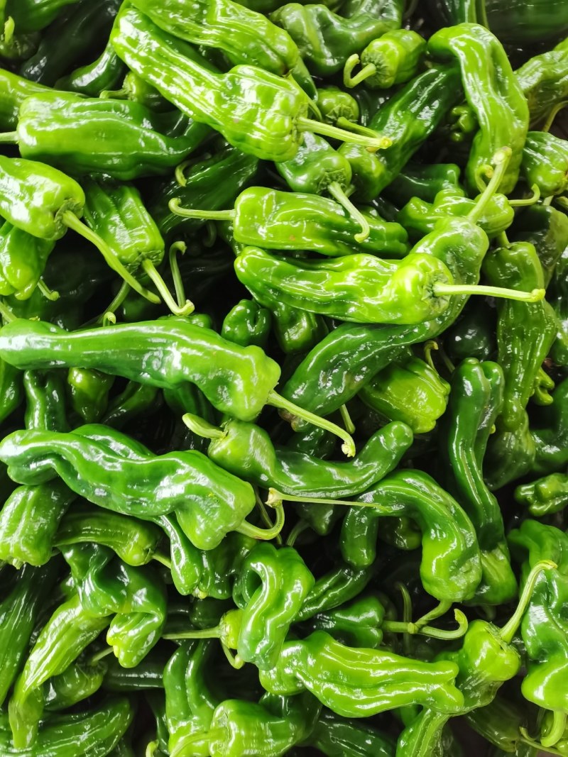山东鲜辣椒，芜湖椒15~20厘米微辣，果形好