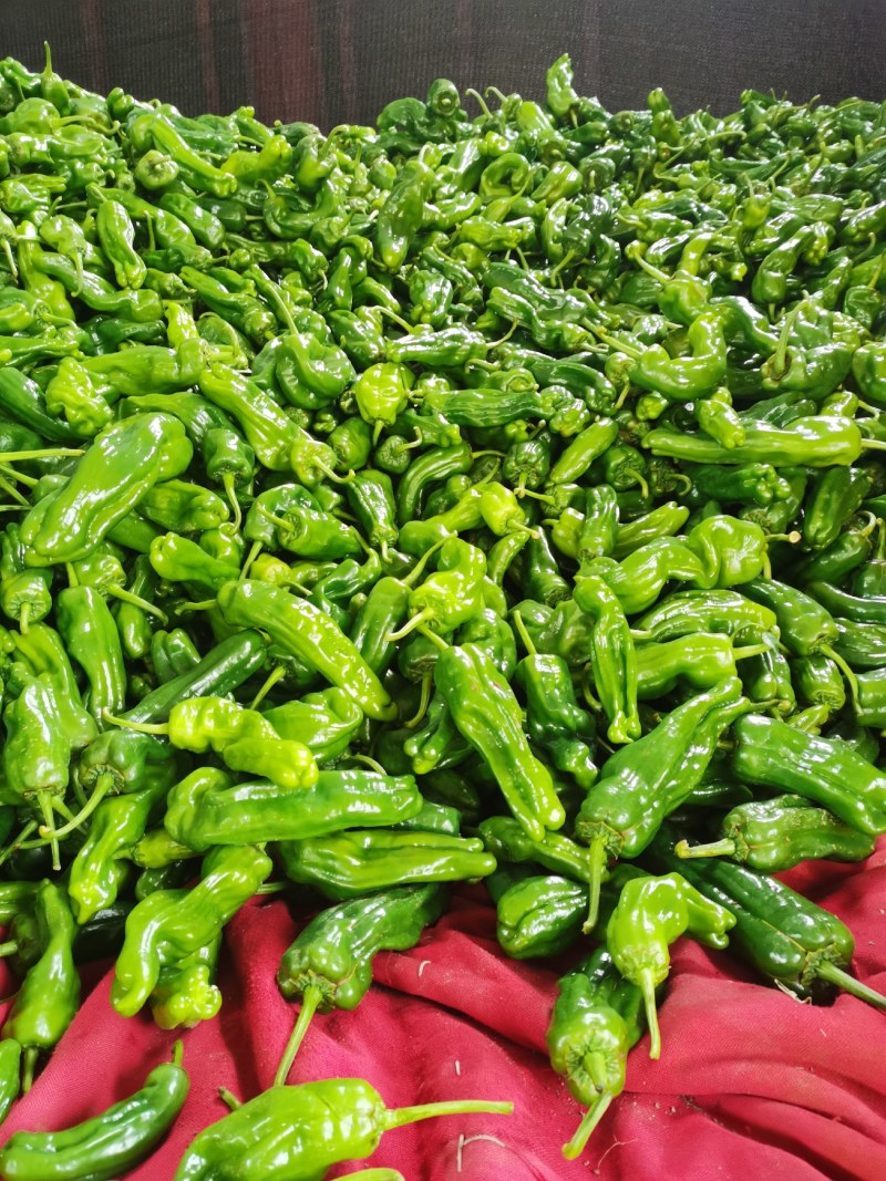 山东鲜辣椒，芜湖椒15~20厘米微辣，果形好