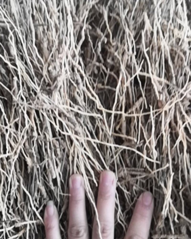 山西远志头，远志小药，干远志筒保存好，不发霉远志筒出售