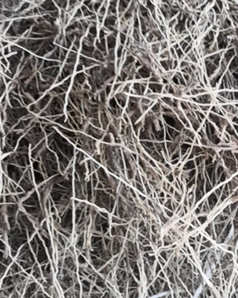 山西远志头，远志小药，干远志筒保存好，不发霉远志筒出售