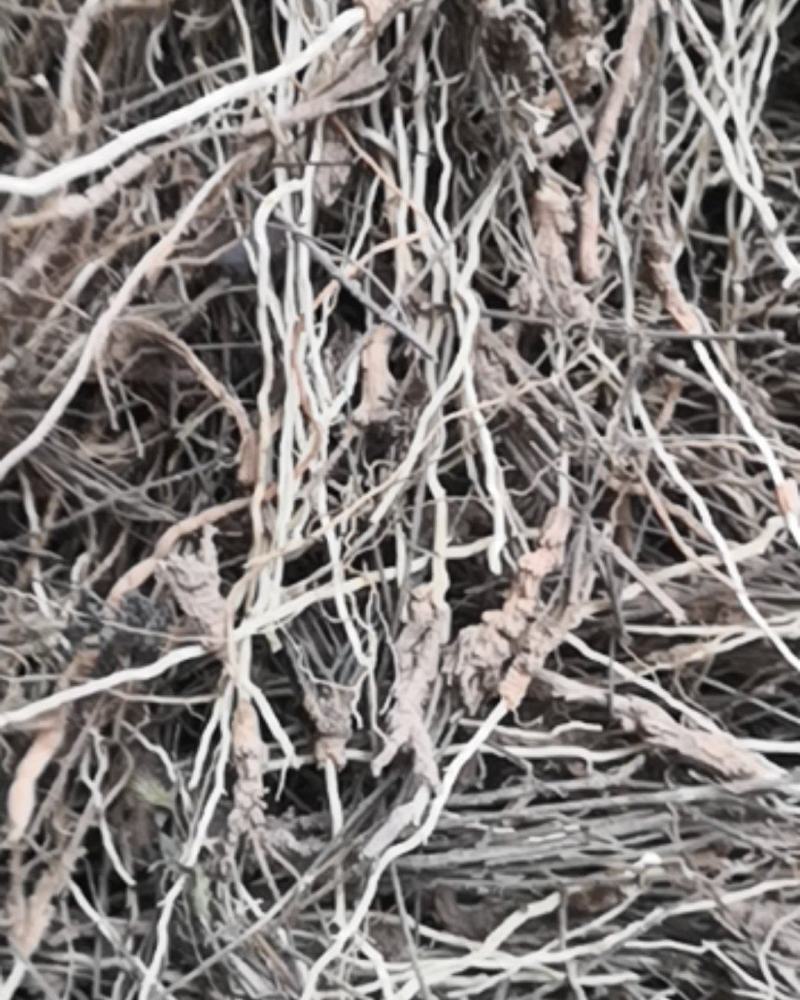 山西远志头，远志小药，干远志筒保存好，不发霉远志筒出售