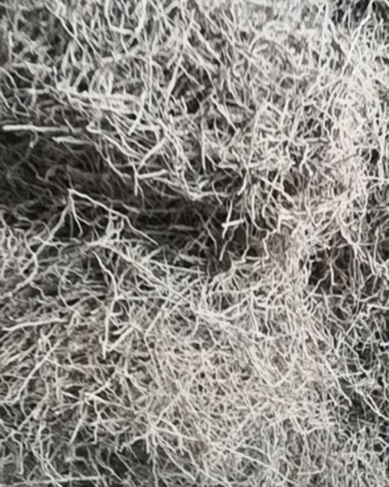 山西远志头，远志小药，干远志筒保存好，不发霉远志筒出售