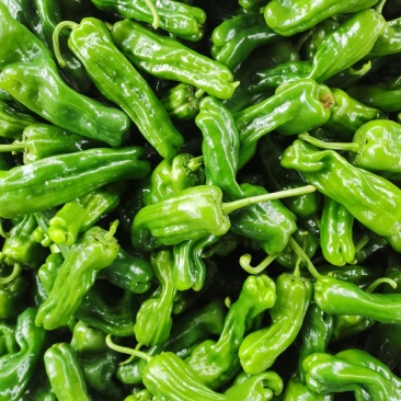 薄皮椒，芜湖椒，大量上市质量很好价格美丽